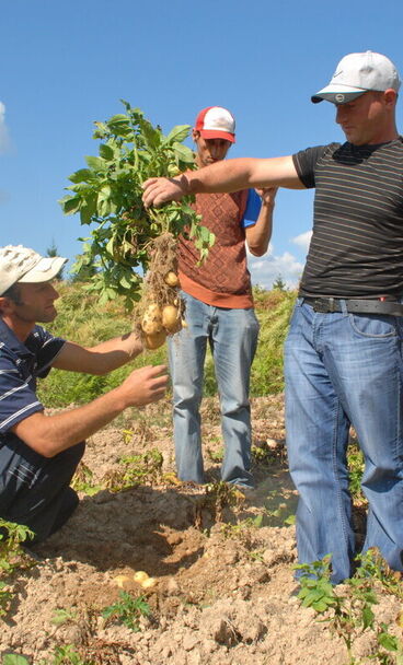 Jak se vykoledované peníze rozdělí a využijí? 